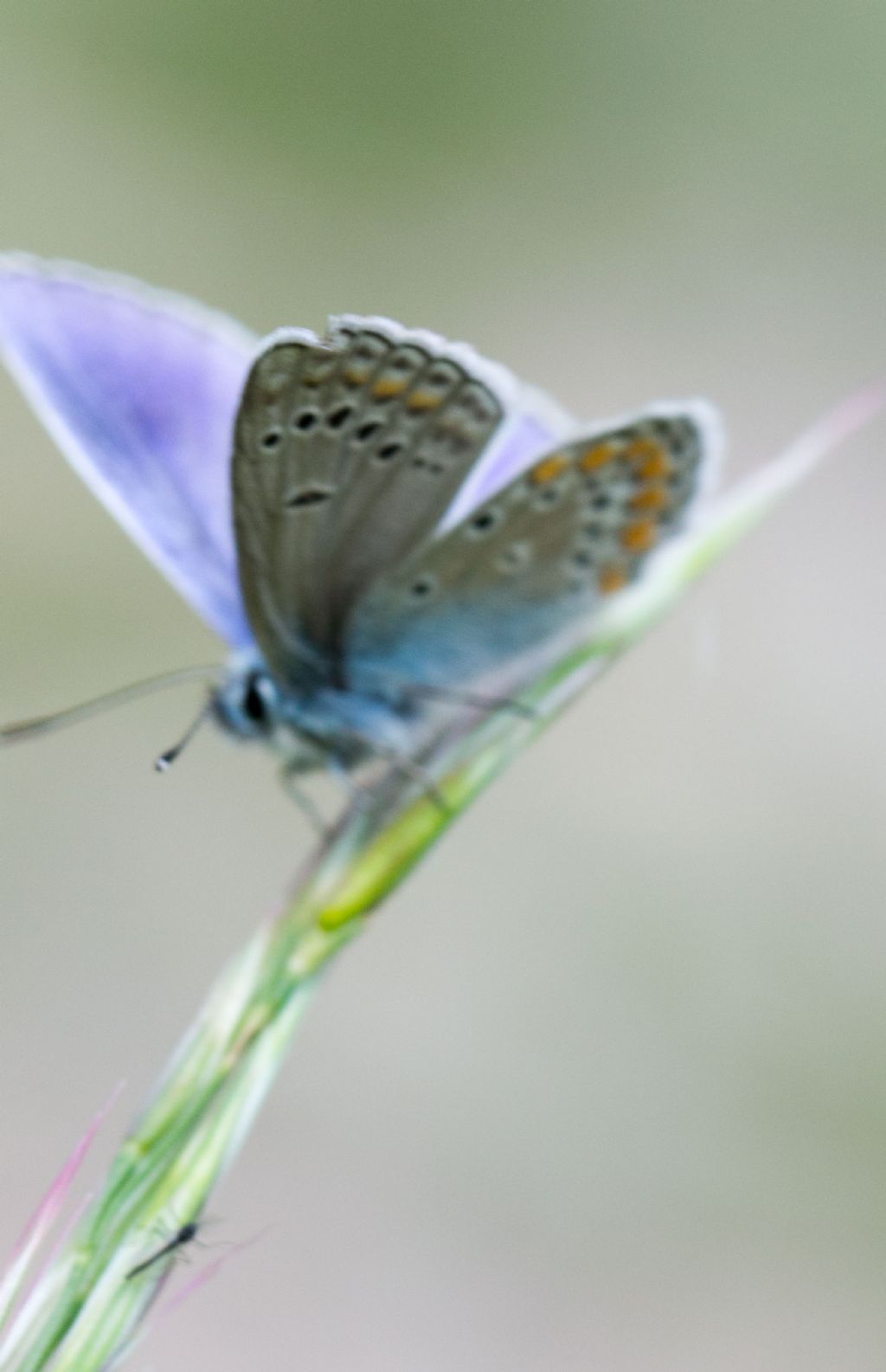 Conferma Polyommatus thersites?   S  !